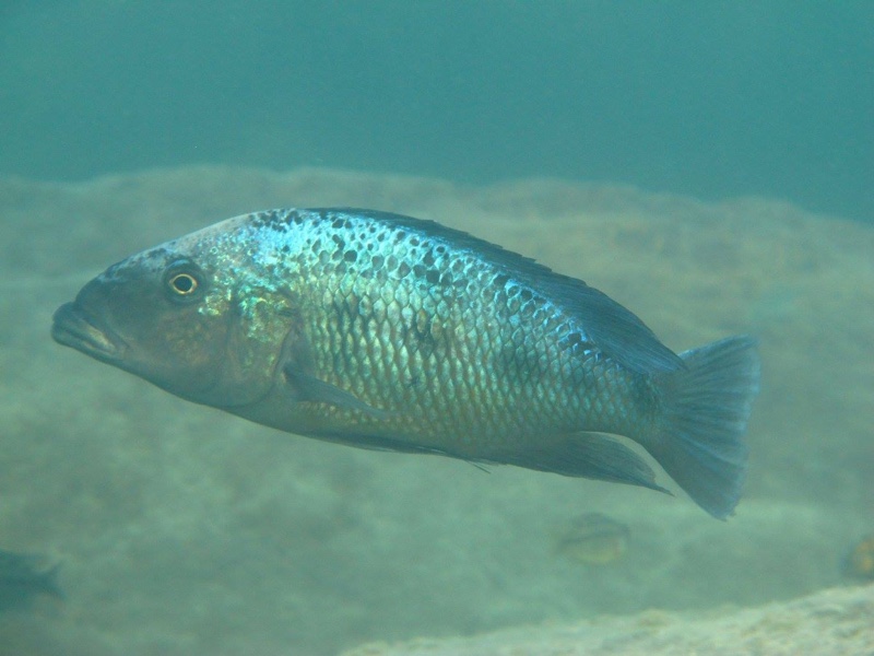 Fossorochromis rostratus 'Thumbi West Island'